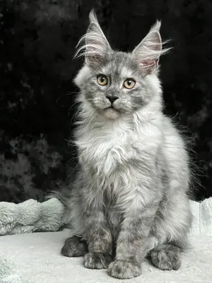 Maine Coon kitten